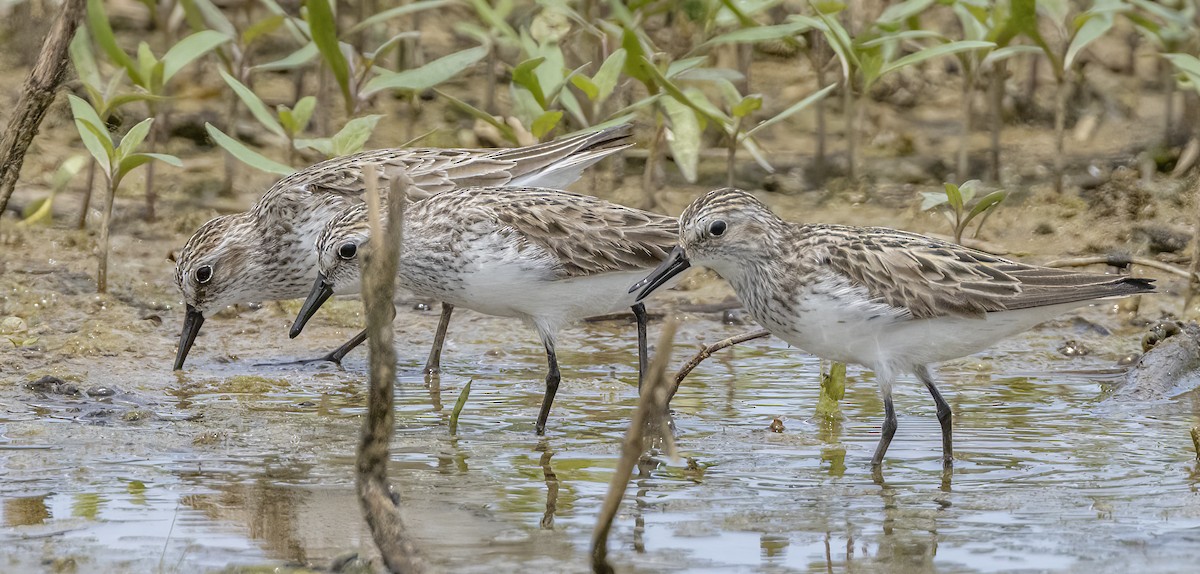 Semipalmated Sandpiper - Iris Kilpatrick