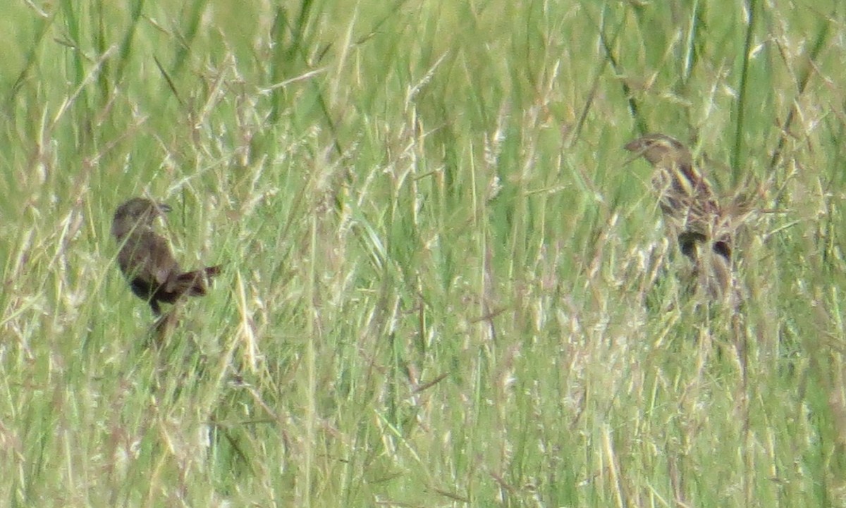 Bobolink - ML619770636