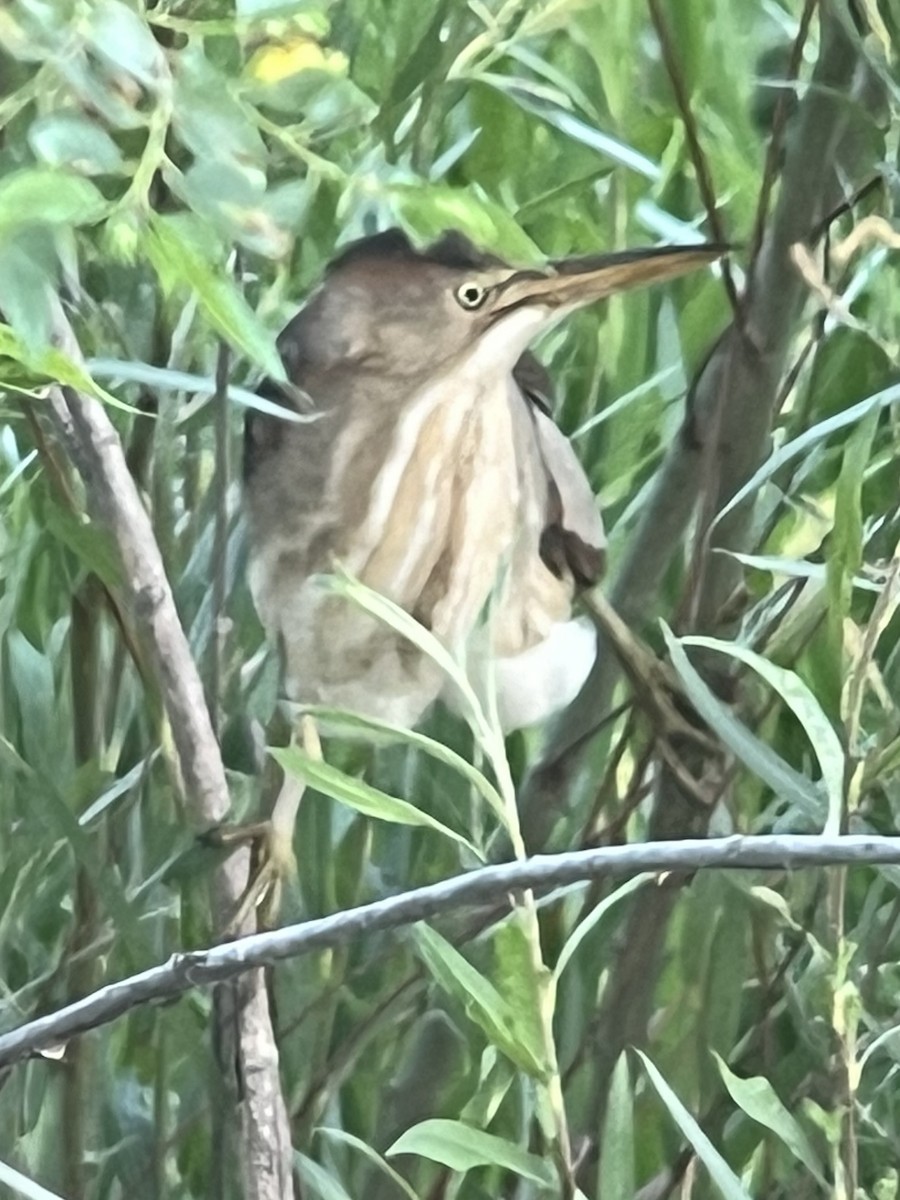 Least Bittern - ML619770639