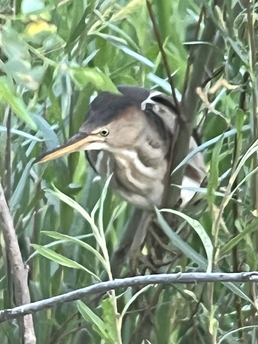 Least Bittern - ML619770640