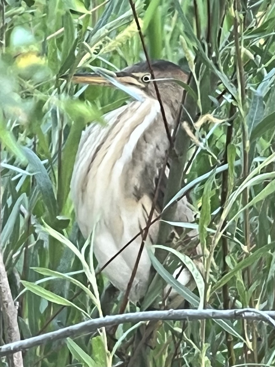 Least Bittern - ML619770641