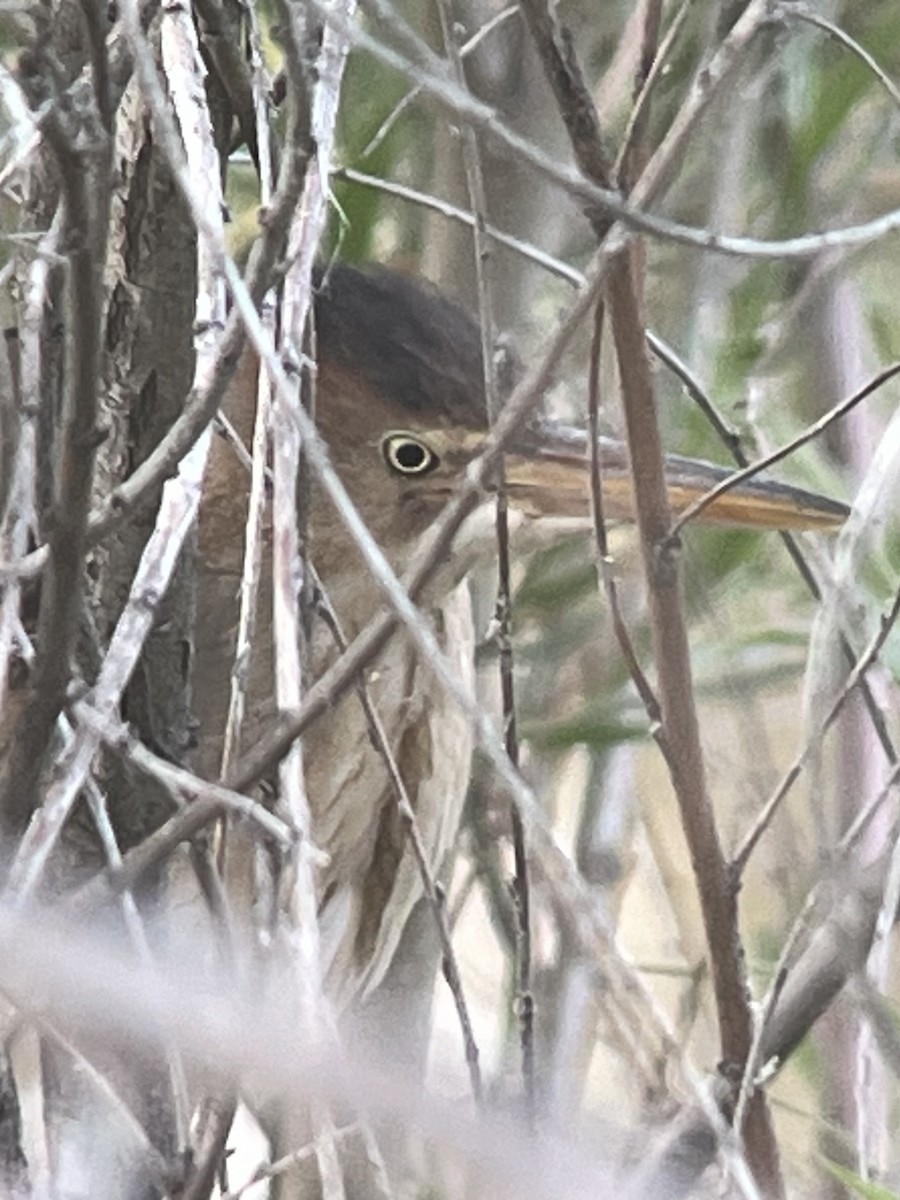 Least Bittern - ML619770643