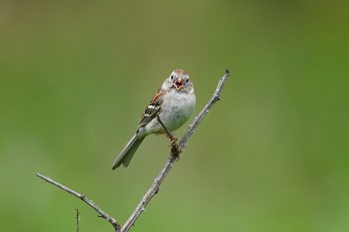 Field Sparrow - ML619770644