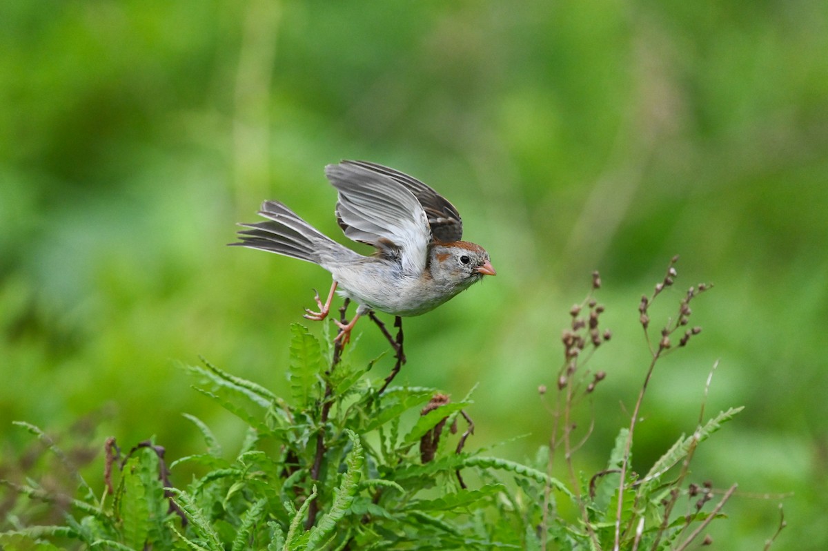 Field Sparrow - ML619770669