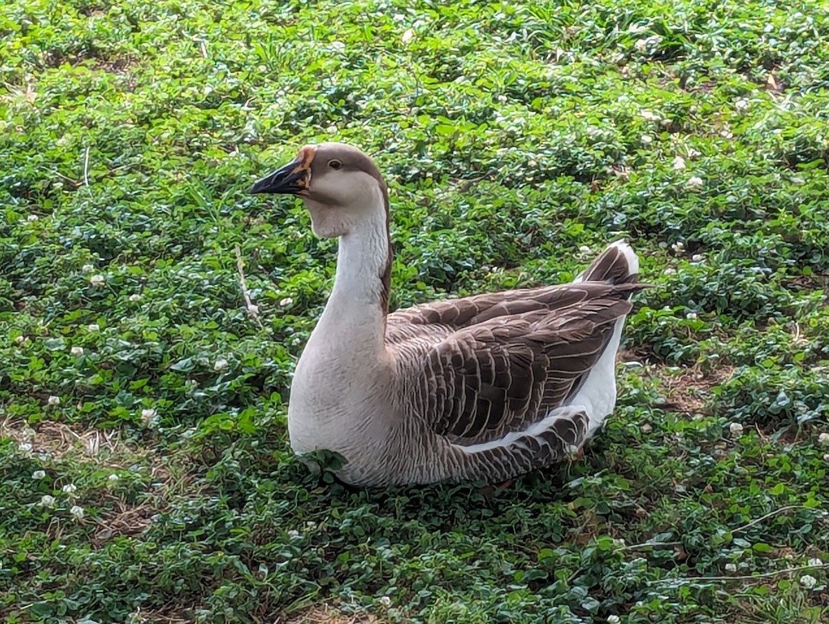 Graylag Goose (Domestic type) - ML619770684