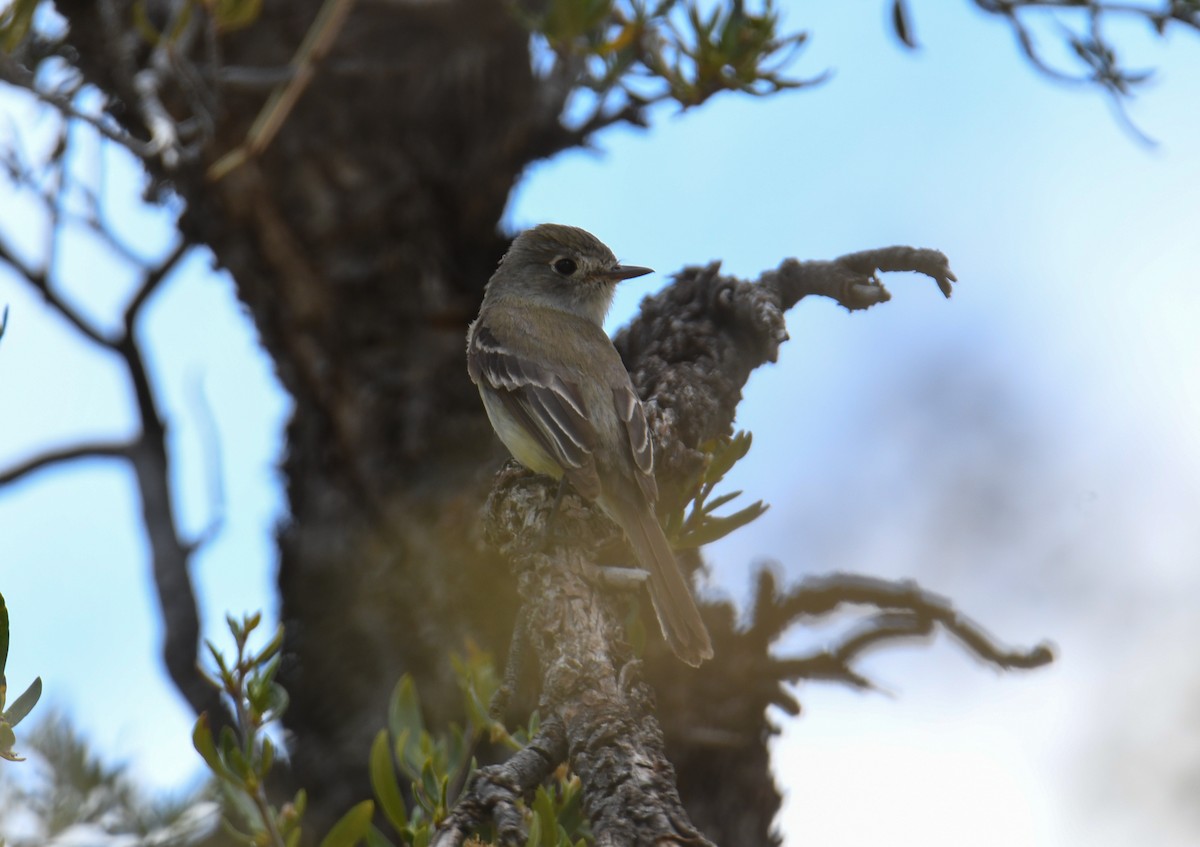 Dusky Flycatcher - ML619770696