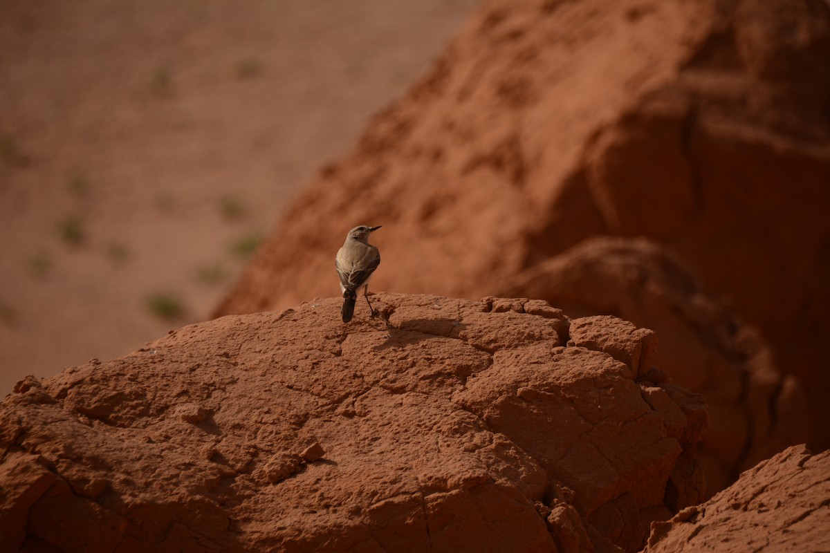 ub. spurvefugl (Passeriformes sp.) - ML619770709