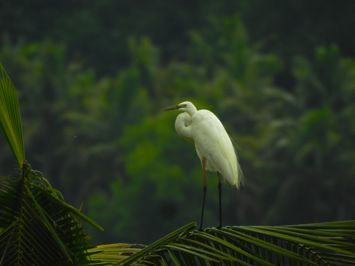 Grande Aigrette - ML619770727