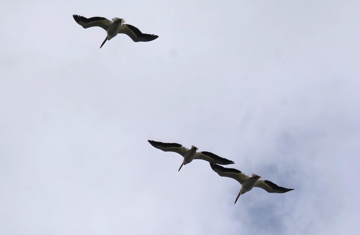 American White Pelican - ML619770729