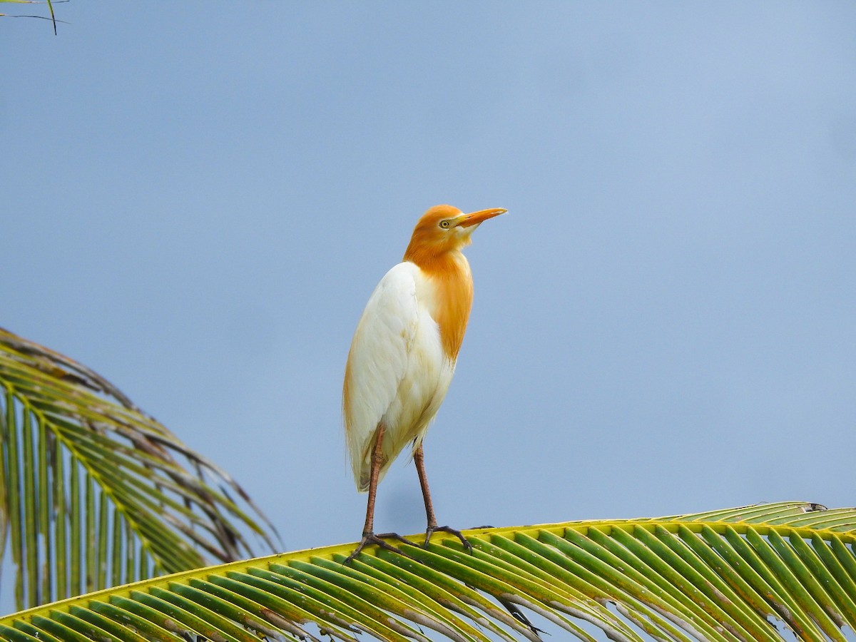 Eastern Cattle Egret - ML619770734