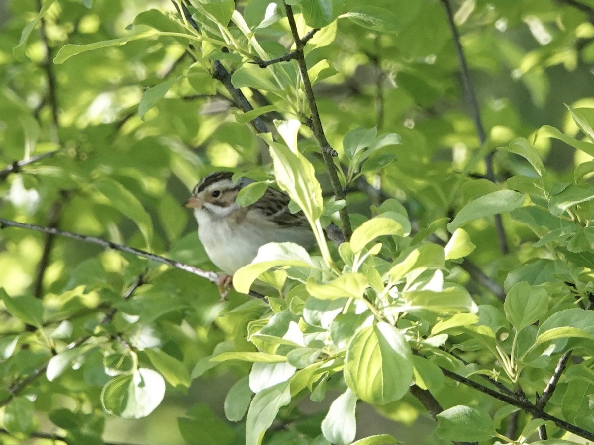 Clay-colored Sparrow - ML619770746
