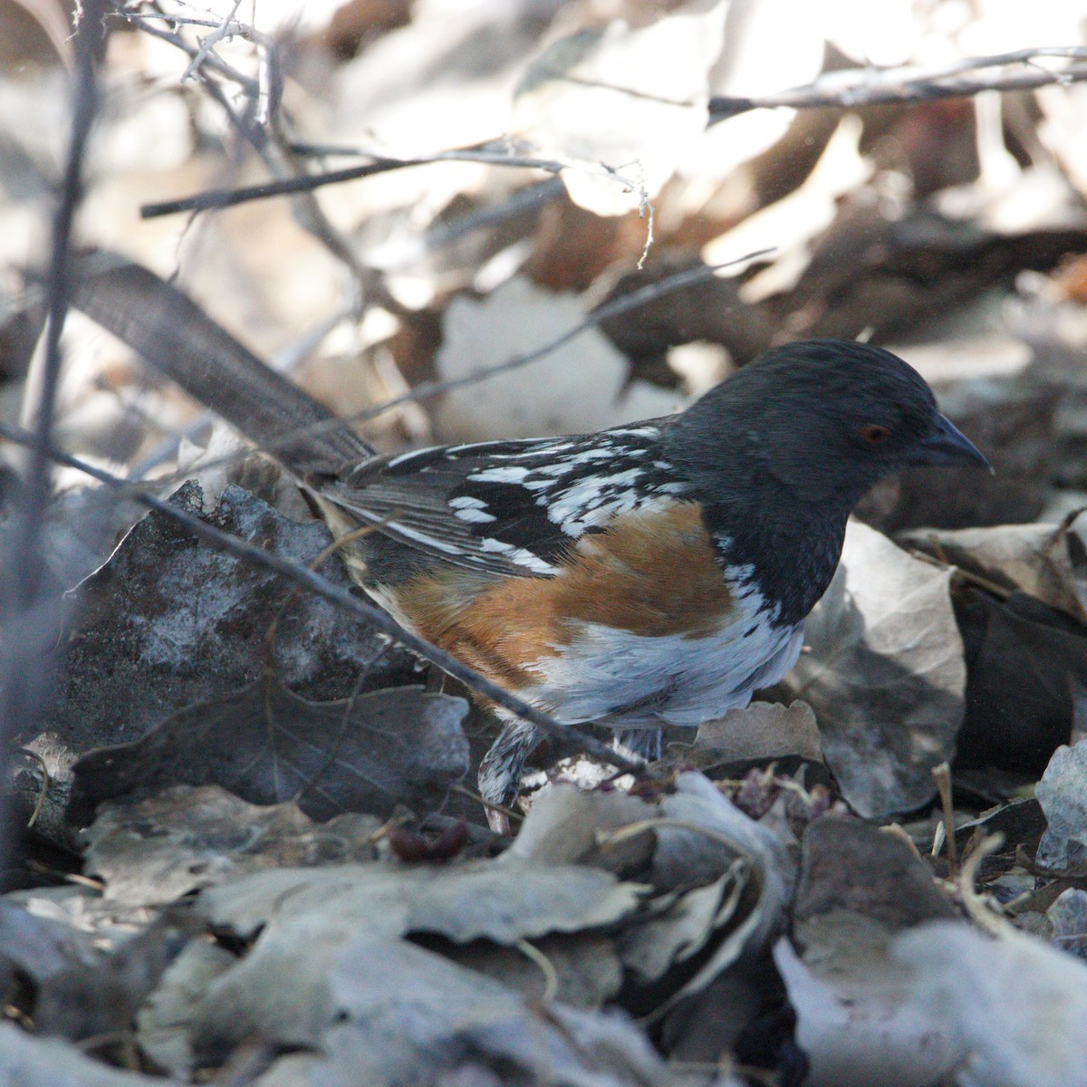 Spotted Towhee - ML619770761