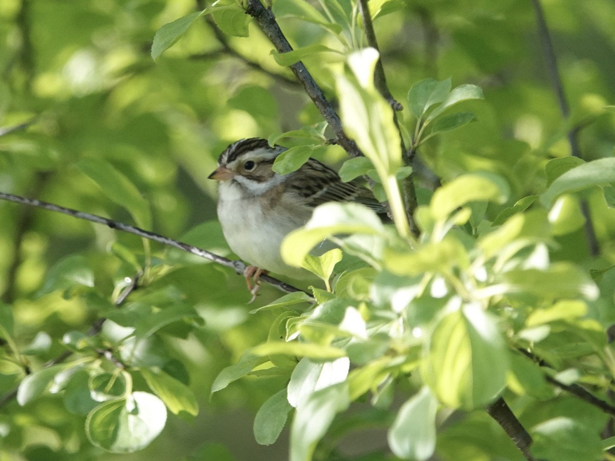 Clay-colored Sparrow - ML619770762