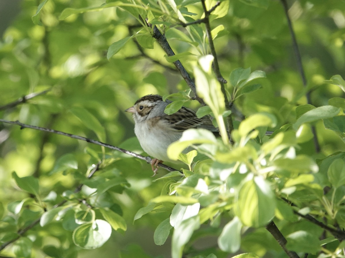 Clay-colored Sparrow - ML619770763
