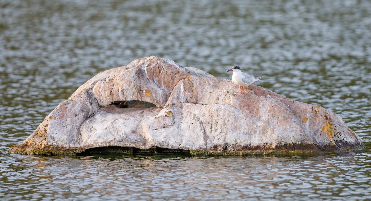 Forster's Tern - ML619770765