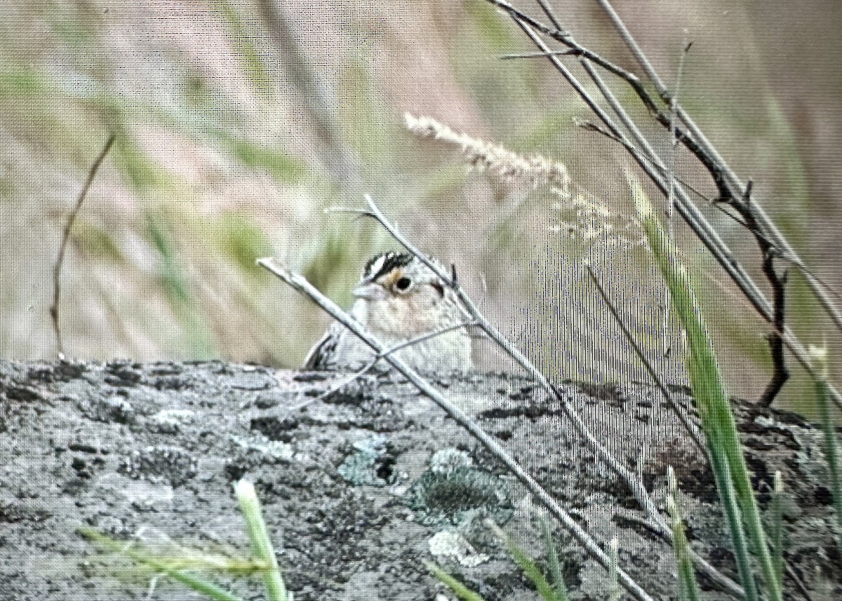 Grasshopper Sparrow - ML619770771