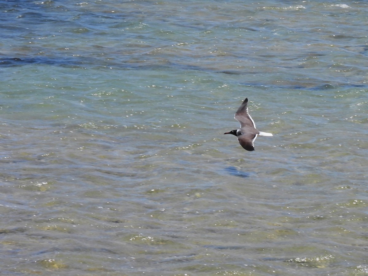 White-eyed Gull - ML619770783