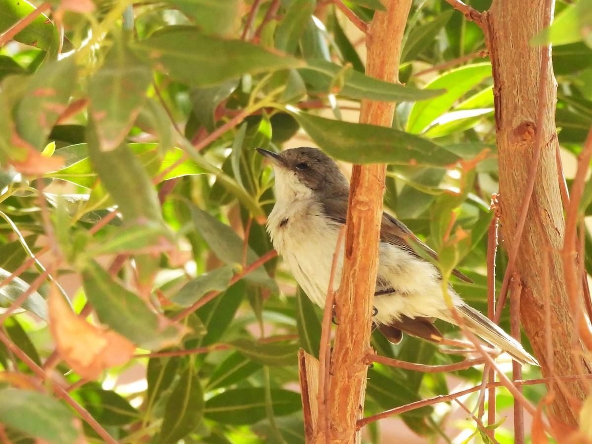 Lesser Whitethroat - ML619770794