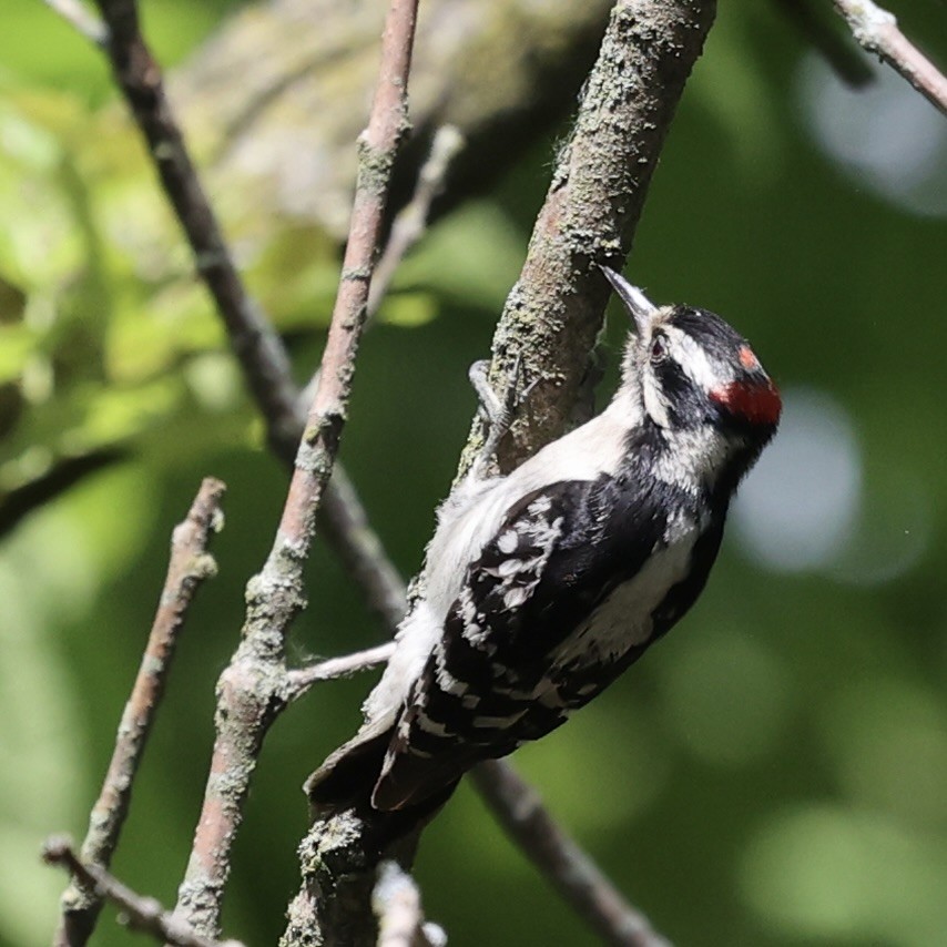 Downy Woodpecker - ML619770812