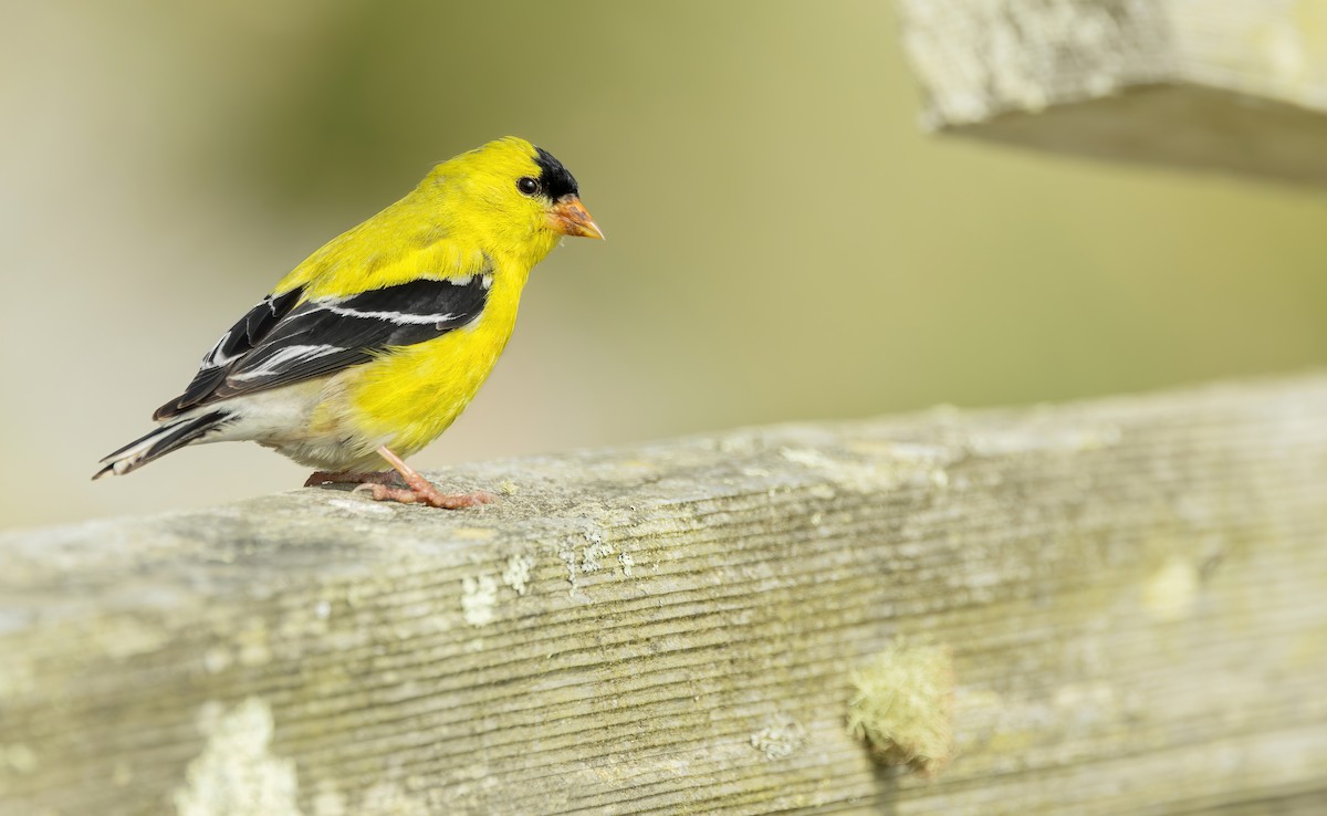 American Goldfinch - ML619770814