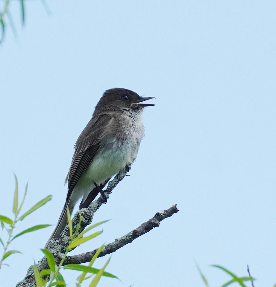 Eastern Phoebe - ML619770822