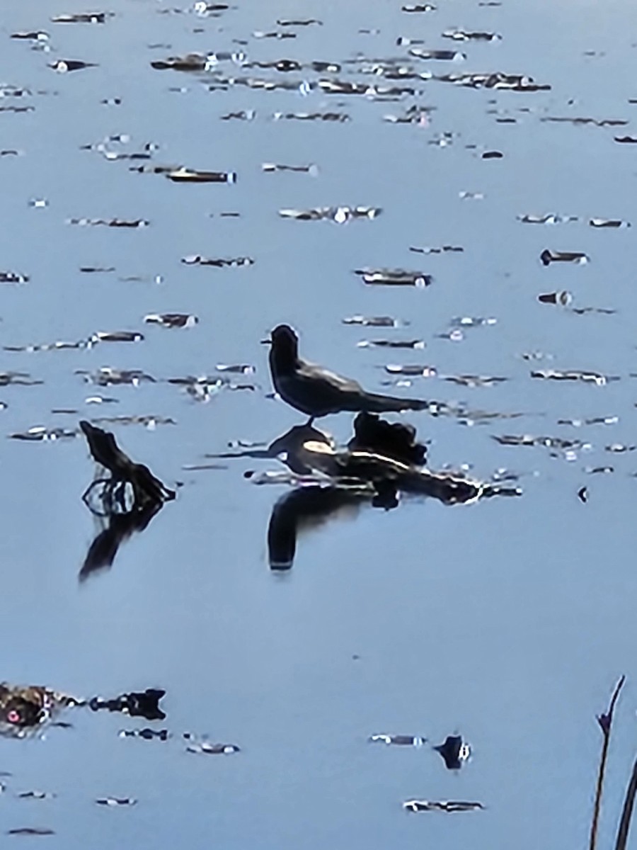 Black Tern - ML619770826