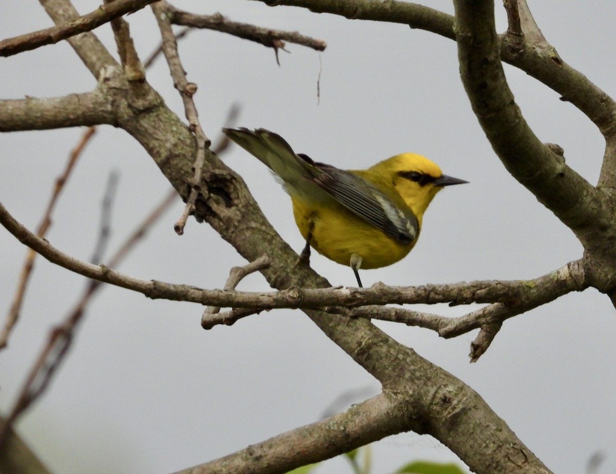 Blauflügel-Waldsänger - ML619770839