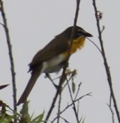 Yellow-breasted Chat - ML619770846