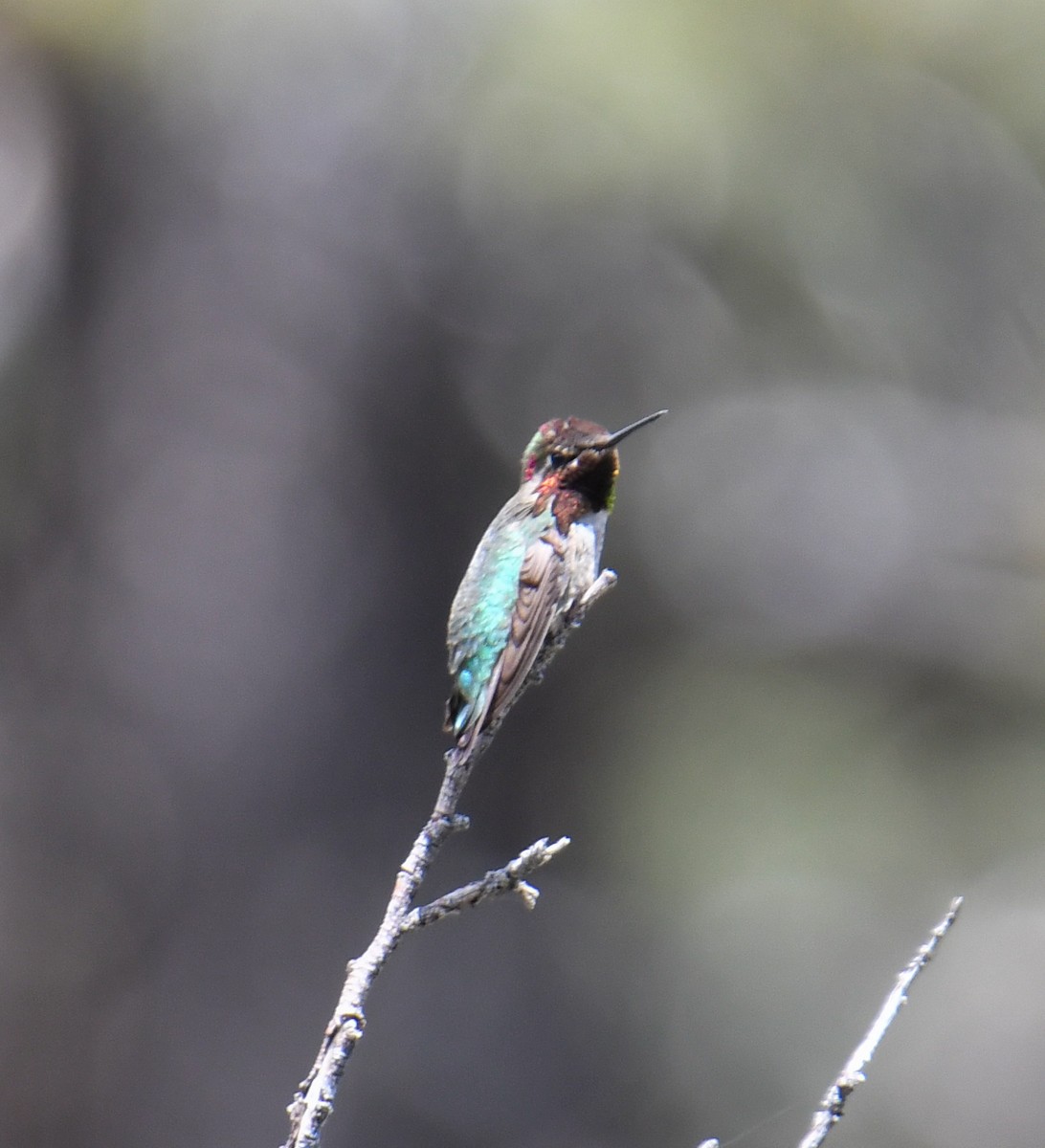 Anna's Hummingbird - ML619770849