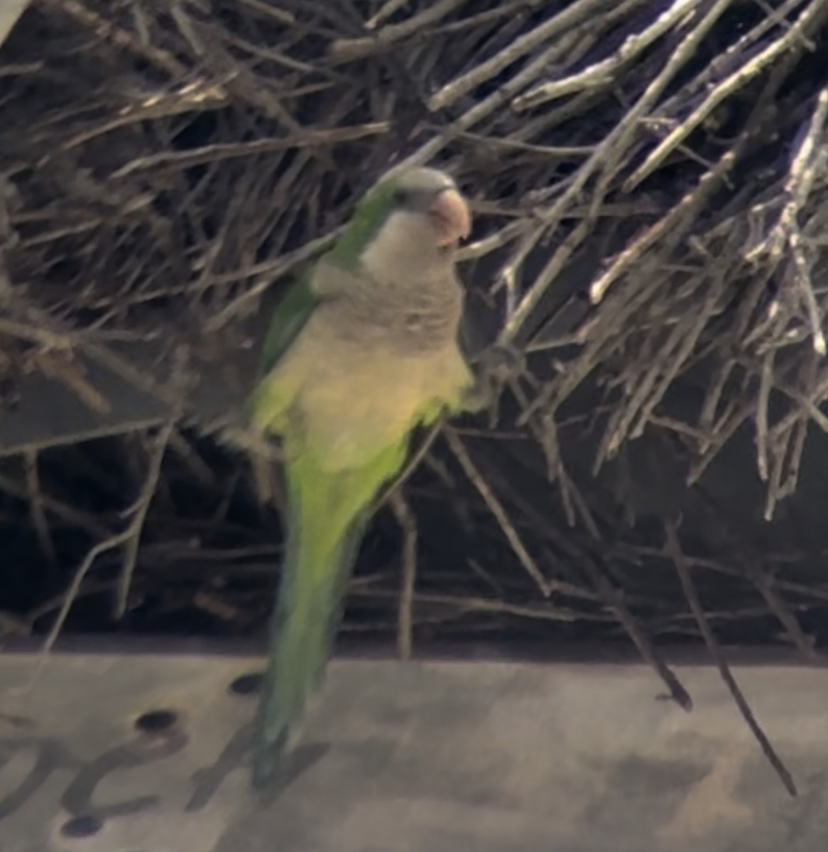 Monk Parakeet - ML619770852