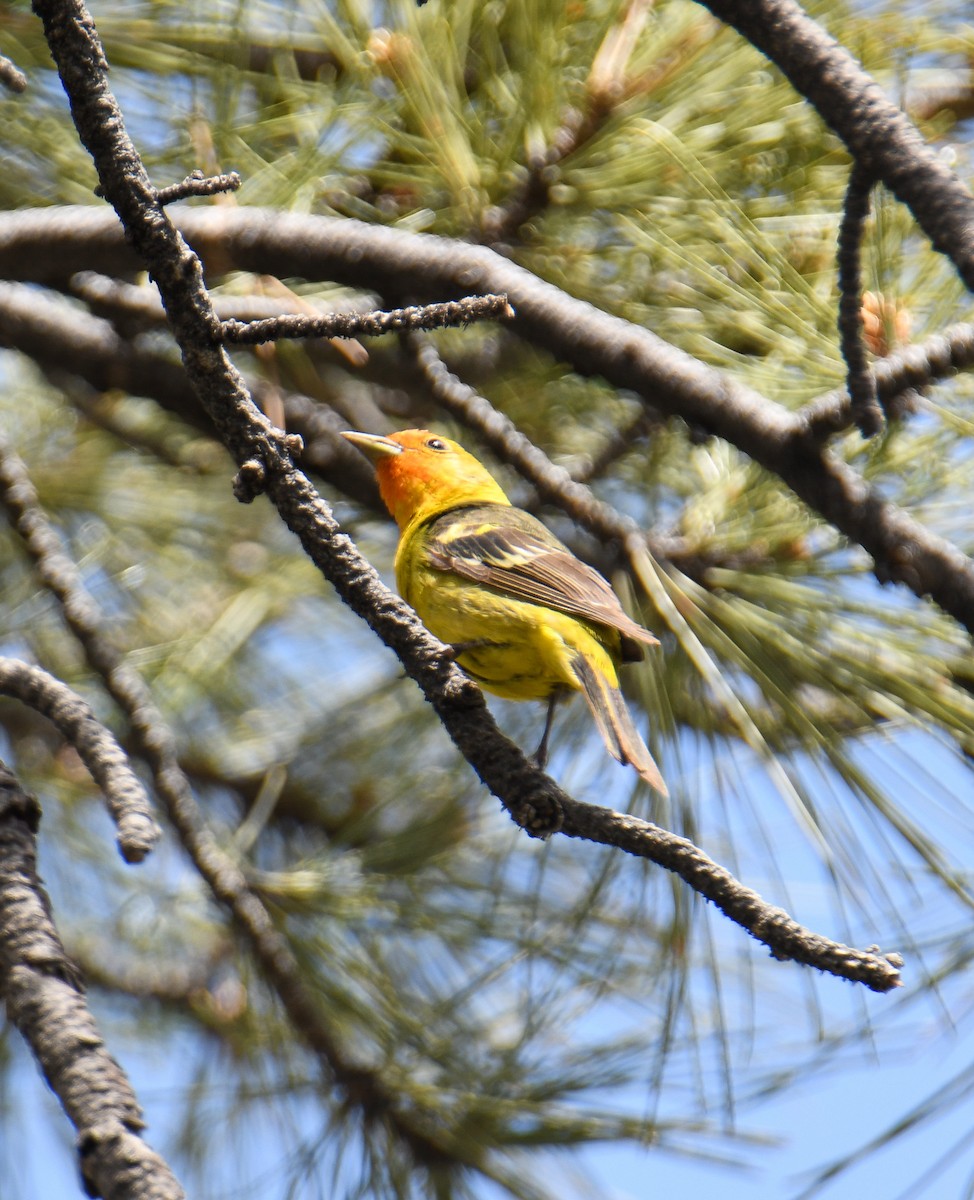 Western Tanager - ML619770855