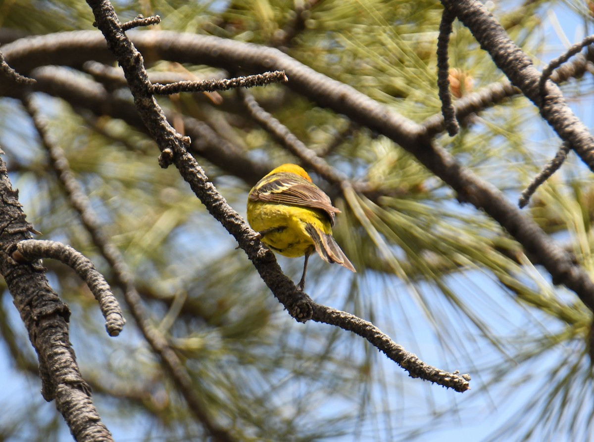 Western Tanager - ML619770857