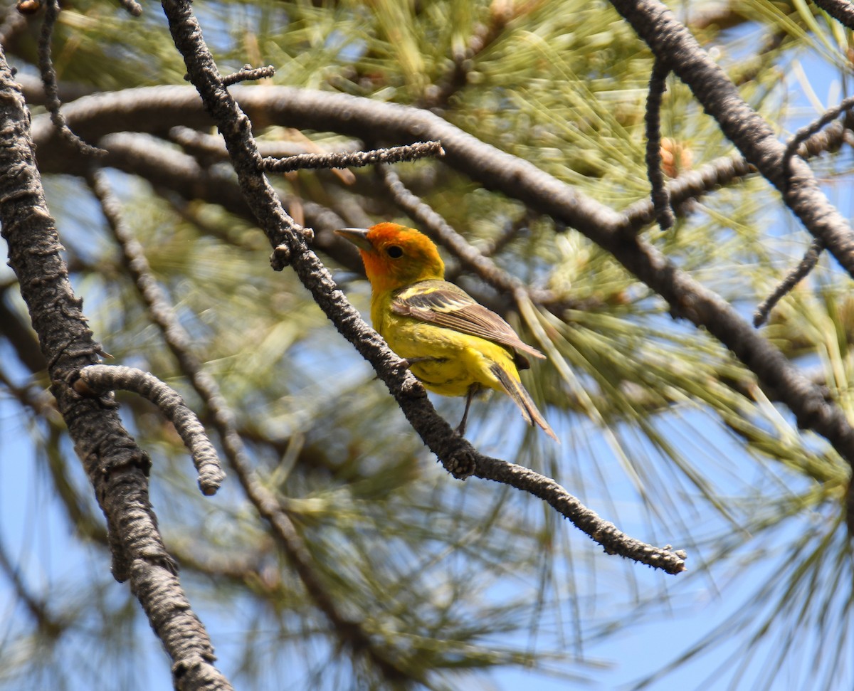 Western Tanager - ML619770858