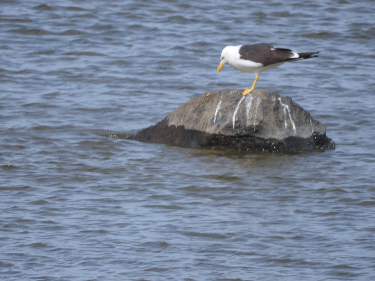 Lesser Black-backed Gull - Julio P