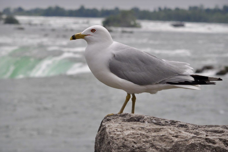 Ring-billed Gull - ML619770874