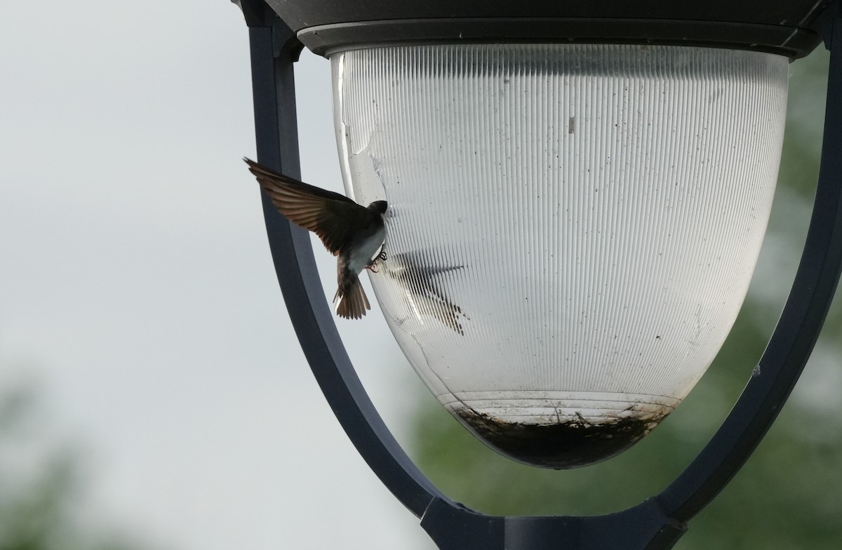 Tree Swallow - ML619770882