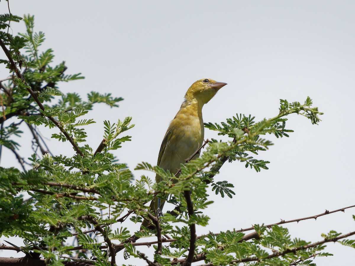 Taveta Golden-Weaver - ML619770886