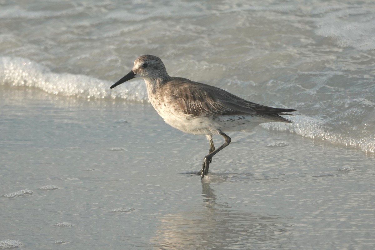 Red Knot - ML619770911