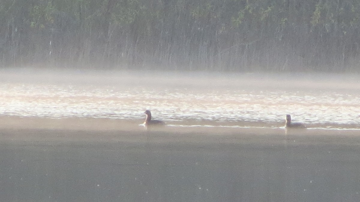 Pied-billed Grebe - ML619770929