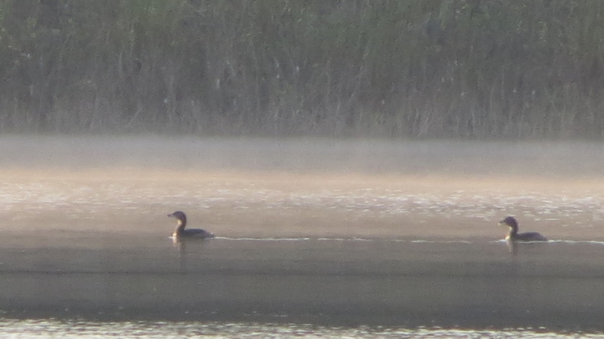 Pied-billed Grebe - ML619770930