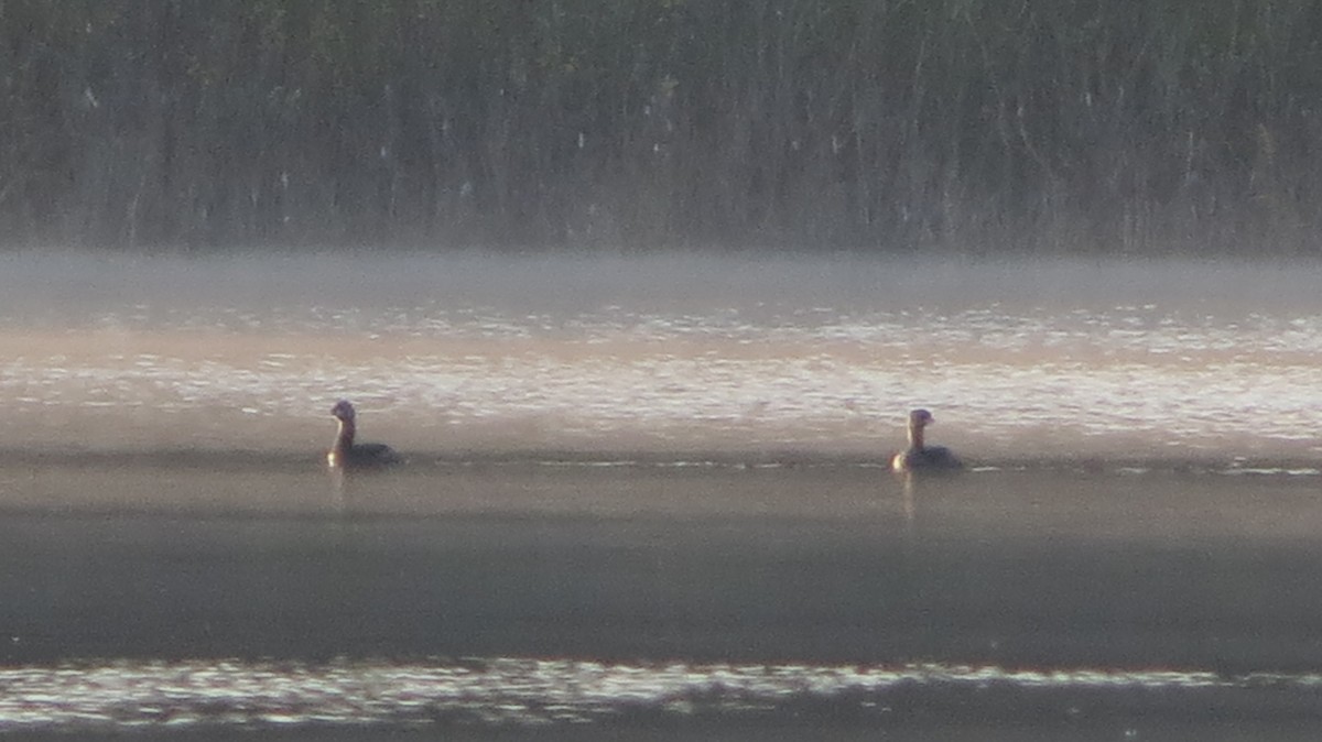 Pied-billed Grebe - ML619770932