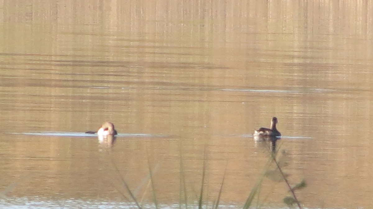 Pied-billed Grebe - ML619770933