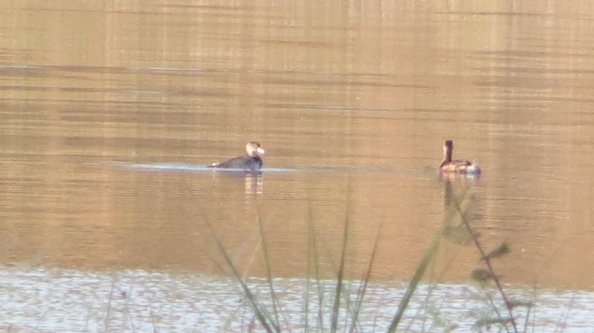 Pied-billed Grebe - ML619770934