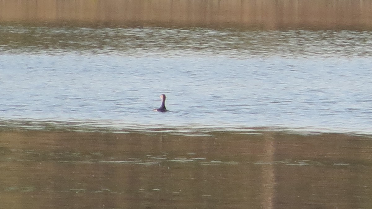 Pied-billed Grebe - ML619770935