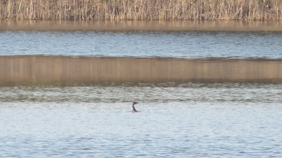 Pied-billed Grebe - ML619770936