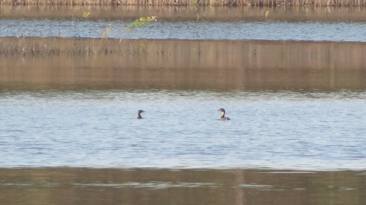 Pied-billed Grebe - ML619770937