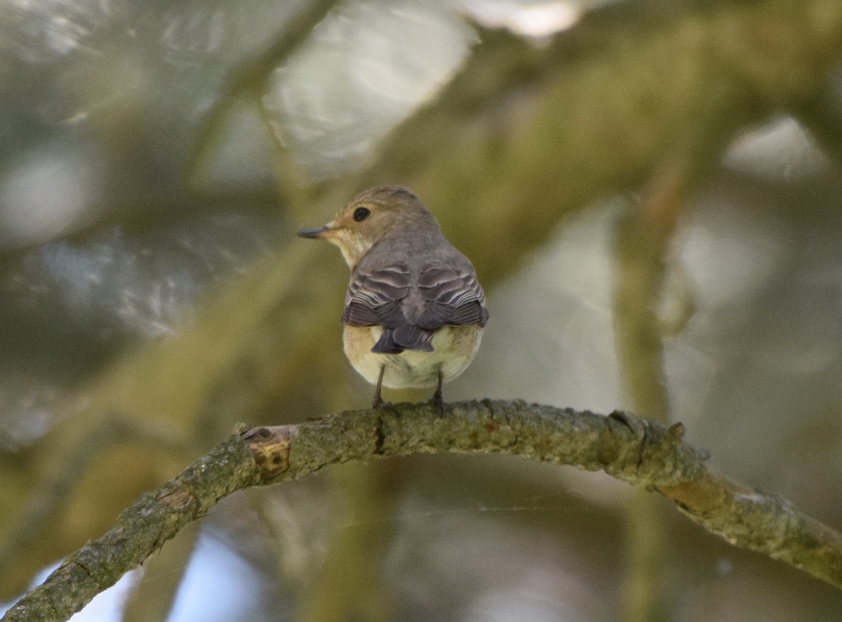 Spotted Flycatcher - ML619770938