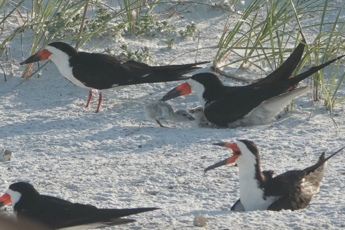 Black Skimmer - ML619770981