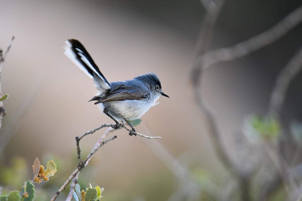 Blue-gray Gnatcatcher (obscura Group) - ML619770982