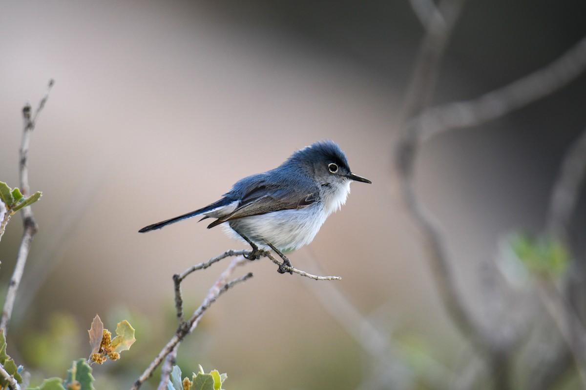 Blue-gray Gnatcatcher (obscura Group) - ML619770983